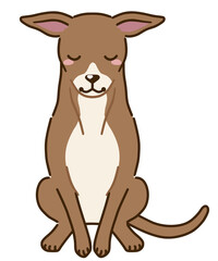 おじぎするイタリアングレイハウンド（レッド系）