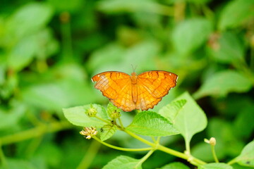 Butterfly perched on a green ivy