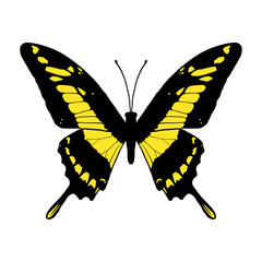 vector drawing king swallowtail butterfly, Papilio thoas isolated at white background, hand drawn illustration