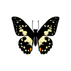 Vector drawing lime butterfly, Papilio demoleus, hand drawn illustration