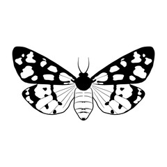 Vector drawing cream-spot tiger butterfly, Arctia villica, hand drawn illustration