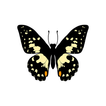 Vector drawing lime butterfly, Papilio demoleus, hand drawn illustration
