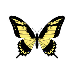 vector drawing broad-banded swallowtail butterfly, Papilio astyalushand drawn illustration