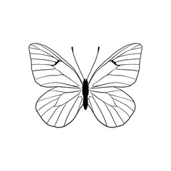 Fototapeta na wymiar vector drawing black-veined white butterfly, Aporia crataegi, hand drawn illustration
