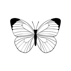 vector drawing cabbage white butterfly,Pieris rapae, hand drawn illustration