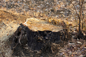 Tree stump sawed and cut down