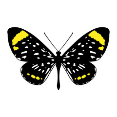 vector drawing butterfly, Stalachtis euterpe, hand drawn illustration