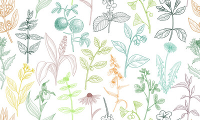 vector drawing floral seamless pattern, natural background with medicinal plants, hand drawn illustration