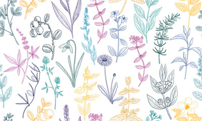 vector drawing floral seamless pattern, natural background with medicinal plants, hand drawn illustration