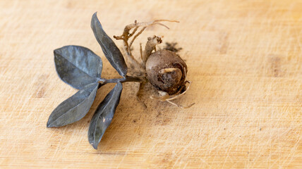Black zz plant roots rot closeup view