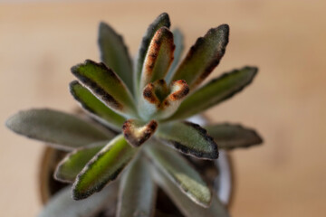 Closeup view of a Kalanchoe Tomentosa plant