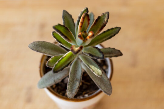 Kalanchoe Tomentosa Plant Top Angle View