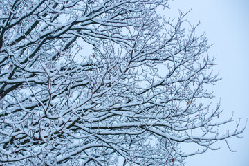 Snow covered branch against snowy background. Tree branch in snow. Ice tree branches in winter.