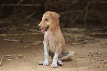 golden retriever dog