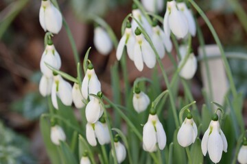 スノードロップ, ガランサス, Snowdrop, Galanthus