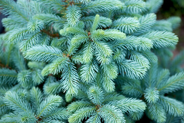 Silver, blue spruce pine, fir tree Green lush spruce branch. Fir branches.