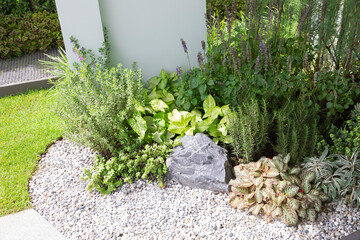 Backyard Garden with Green Small Plants. Residential Gardening Theme.