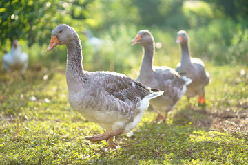 Naklejka na ściany i meble Domestic geese on a meadow. Farm landscape. Geese in the grass, domestic bird, flock of geese