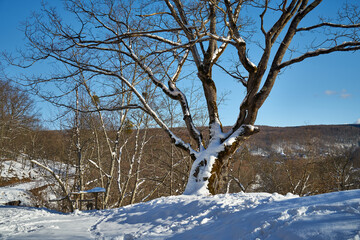 Snowy road in a mountain forest.