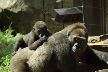 Mom and baby Gorilla in the field.