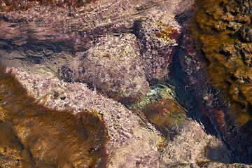 Fototapeta na wymiar Tidal bore. Stone bottom. Clear water.