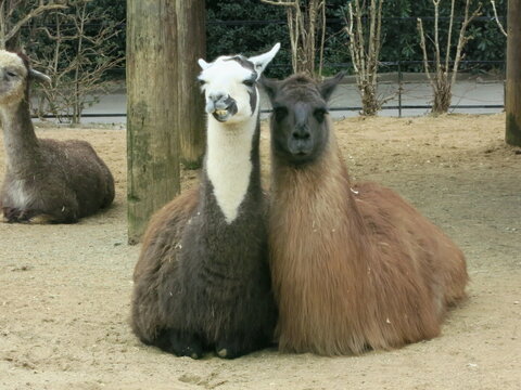 An intimate couple of Llama sitting next to each other.