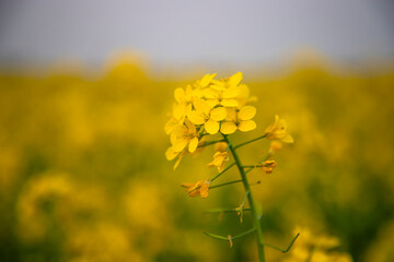 Obraz premium flower, yellow, nature, spring, flowers, plant, field, blossom, summer, agriculture, canola, rapeseed, macro, meadow, garden, bloom, oil, grass, farm, colza, closeup, bright, blooming, season, color