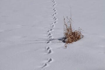 Footprints and haytuft