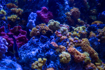 Naklejka na ściany i meble anemone underwater