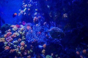 Obraz na płótnie Canvas anemone underwater