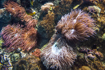 Naklejka na ściany i meble anemone underwater