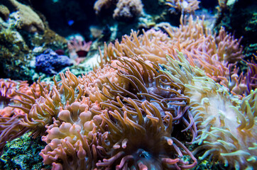 Plakat anemone underwater