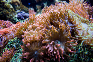 beautiful anemone underwater