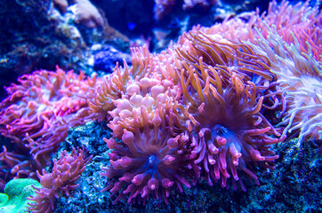 Naklejka na ściany i meble beautiful anemone underwater
