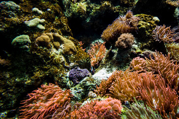 Obraz premium beautiful anemone underwater