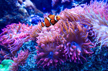 Naklejka na ściany i meble beautiful anemone underwater