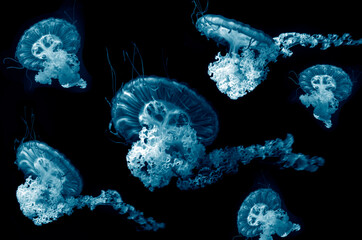 jellyfish undersea