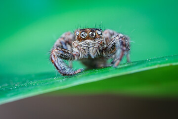 spider on tree leaf background, macro spider on leaf, animal in wild, lurking on a leaf