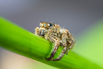 spider on tree leaf background, macro spider on leaf, animal in wild, lurking on a leaf