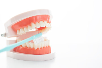 歯の模型ブラッシング指導イメージ02