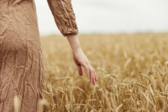 Image of spikelets in hands spikelets of wheat harvesting organic autumn season concept