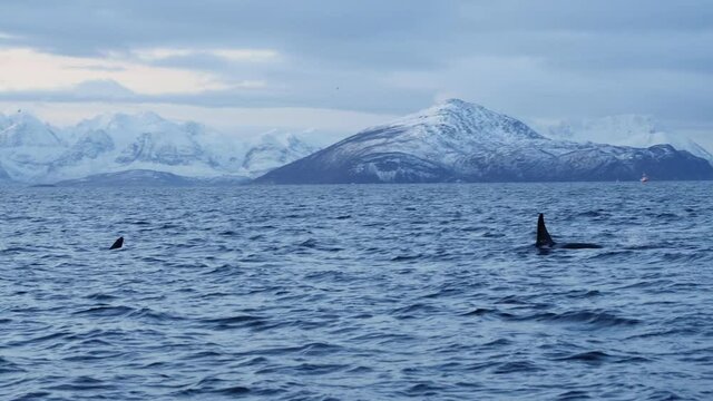 Pod of orcas swimming in norwegian fjord in front of snow capped mountain range, pan 