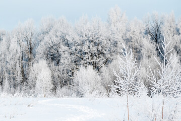 Forest covered with hoarfrost winter landscape