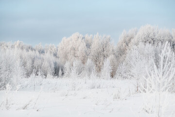 Forest covered with hoarfrost winter landscape