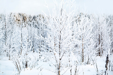 Tree covered with white hoarfrost in winter