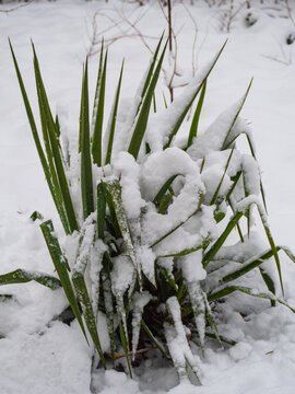 A green Eremurus plant, or Shiryash covered with snow. Green leaves of a garden plant covered with snow