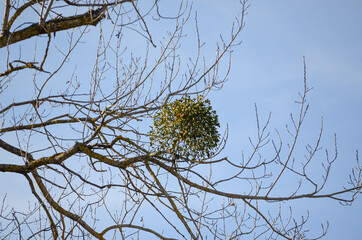 
growing european oak mistletoe parasitic plant - Phorandendron serotinum - in the top of the trees...