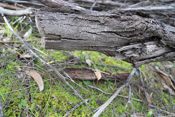 stump