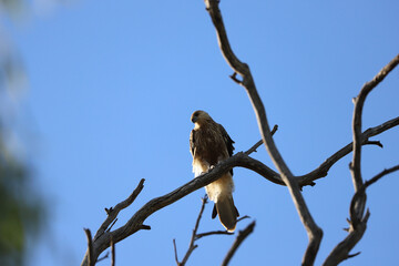 bird on tree