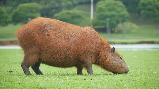 One Capybara Grazing On The Grass
